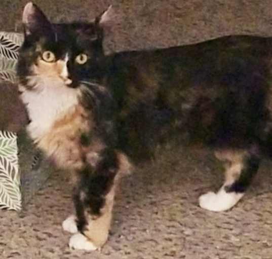 Photo of liza