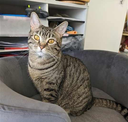 Photo of Amber