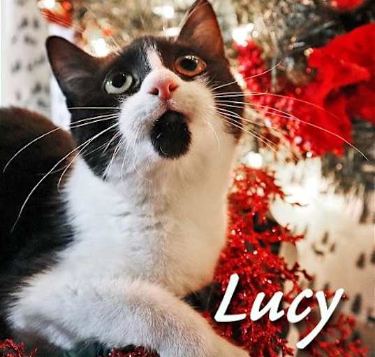 Photo of Lucy