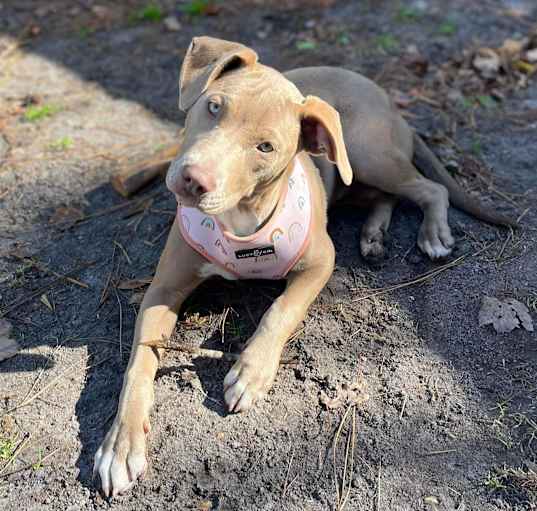 Photo of Nova