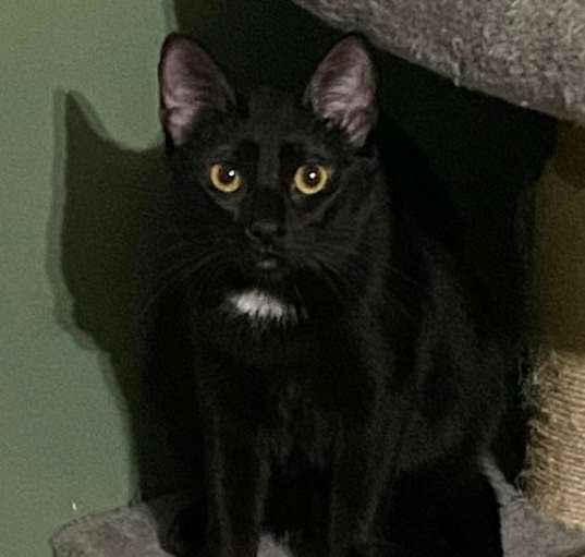 Photo of Luna