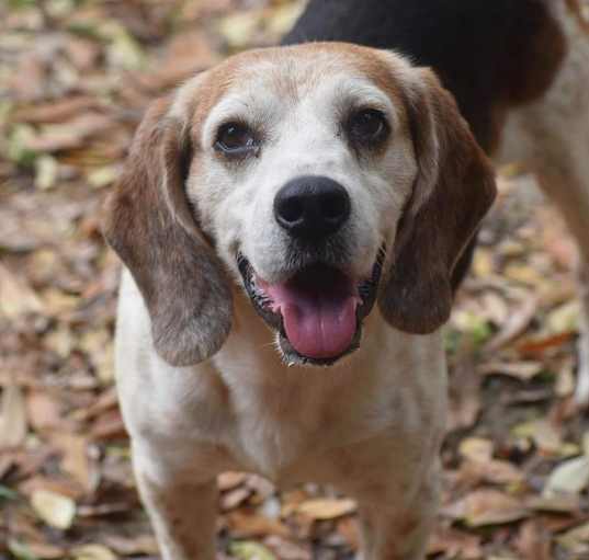 Photo of Dixon