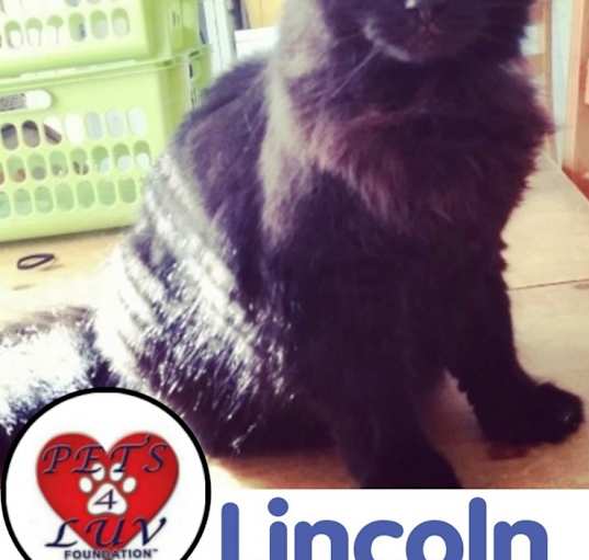 Photo of Lincoln