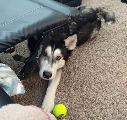 Photo of Ruckus