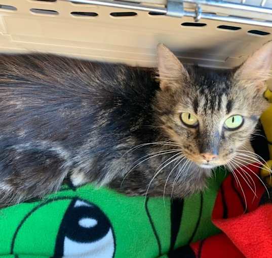 Photo of Miracle Nicky! - VIDEO