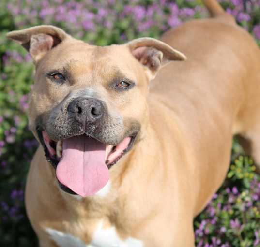 Photo of Tequila Rose