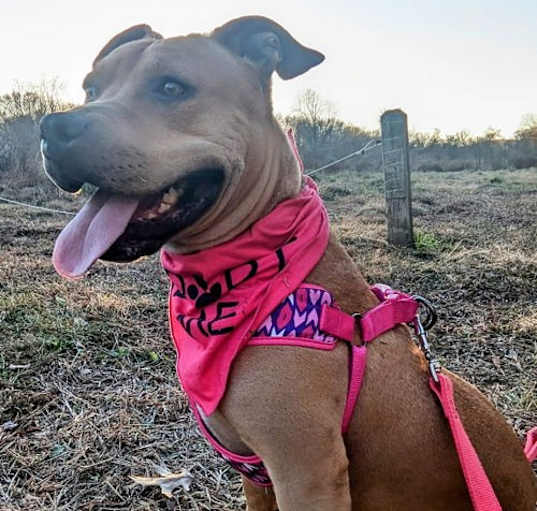Photo of Pinkie