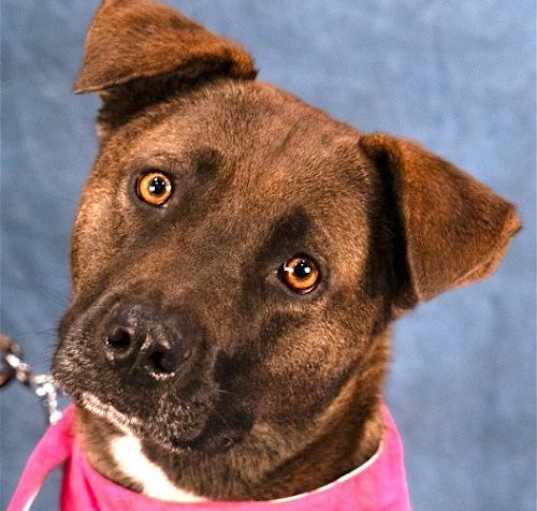 Photo of Sable - Adopt Me