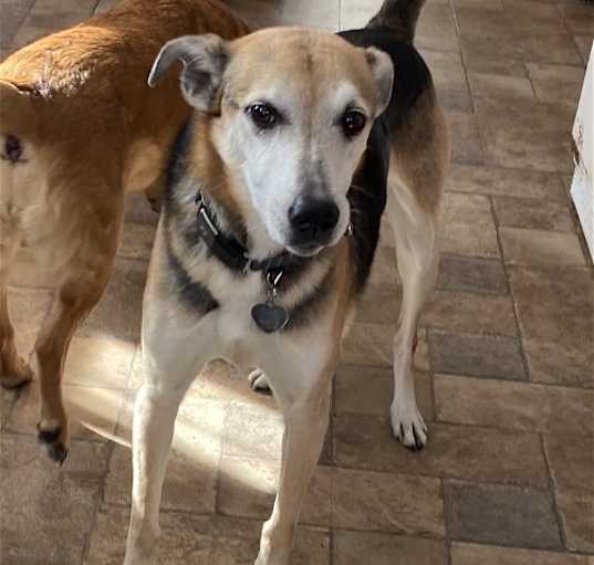 Photo of Rudy - Special Home Needed!