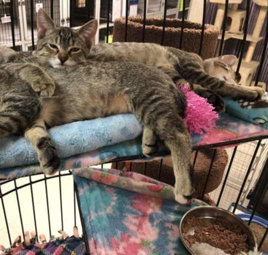 Photo of LOTS of Kittens