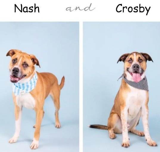 Photo of Crosby & Nash