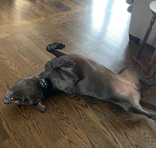 Photo of Kona