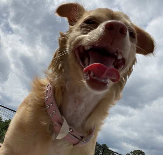 Photo of Luna