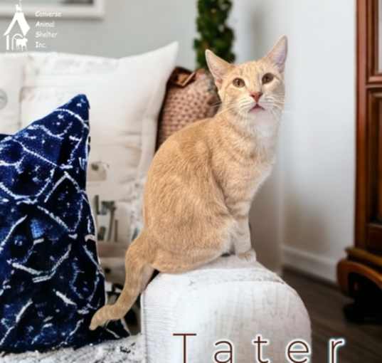 Photo of TATER