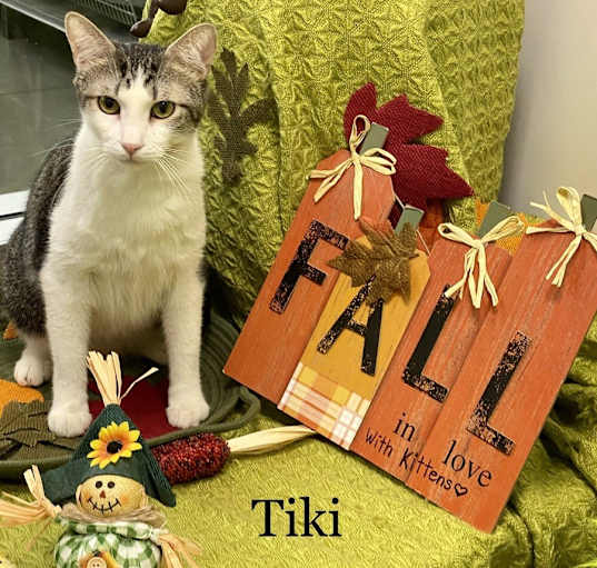 Photo of TIKI