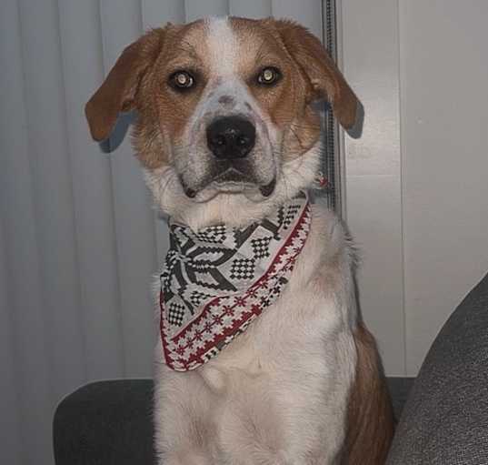 Photo of Koe