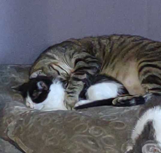 Photo of Trouble