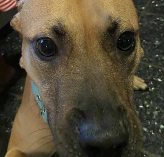 Photo of Daphne