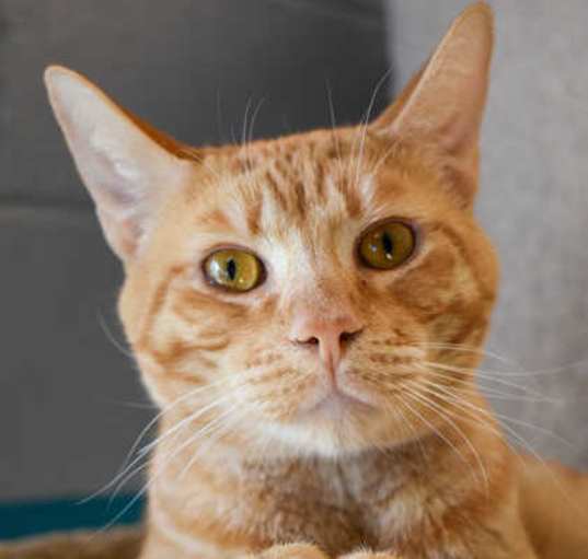 Photo of Archibald