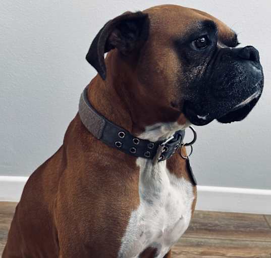 Photo of Duke