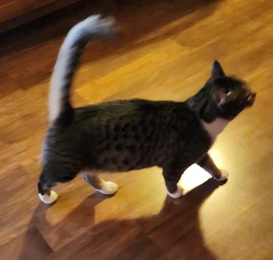 Photo of Princess 