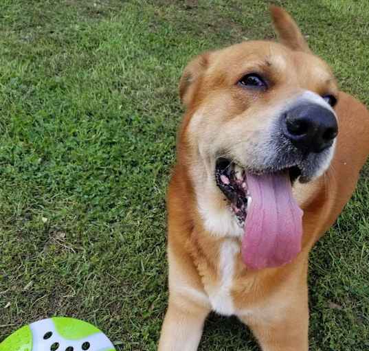 Photo of Bear