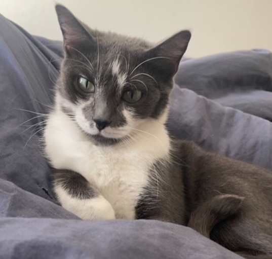 Photo of Pickles