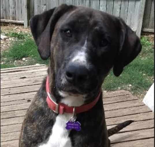 Photo of Brucie