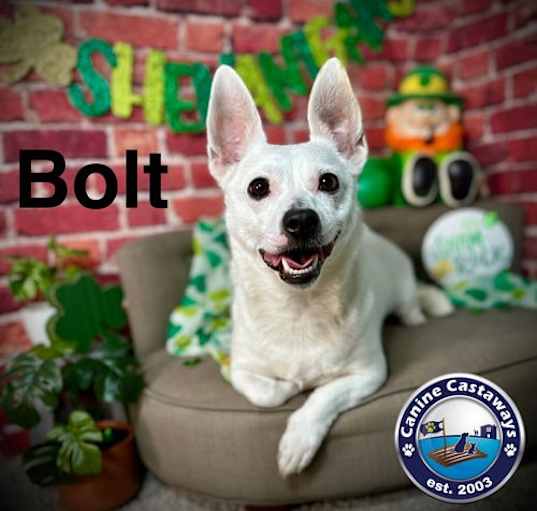 Photo of Bolt