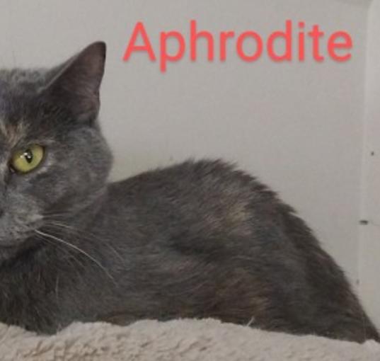 Photo of Aphrodite/ Youq'in