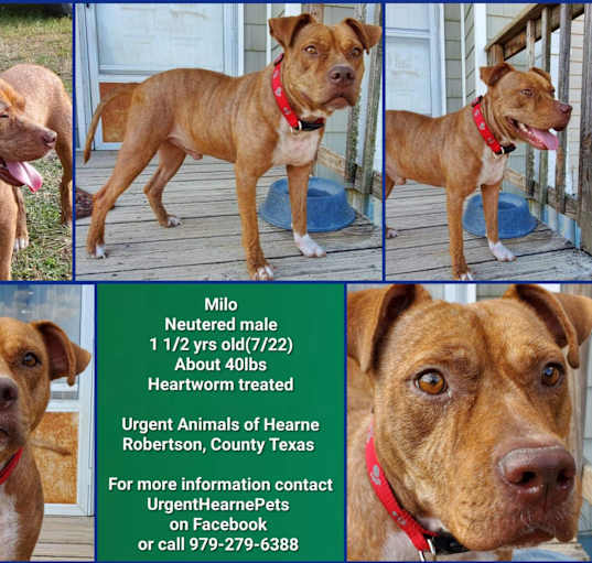 Photo of Milo