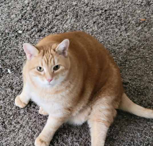 Photo of Simba