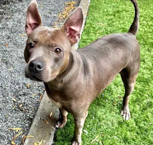 Photo of URGENT! FOSTER OR ADOPTER NEED
