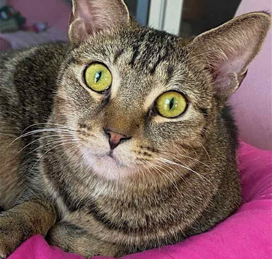 Photo of GRACIE
