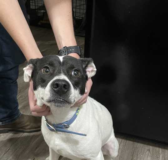 Photo of Hank