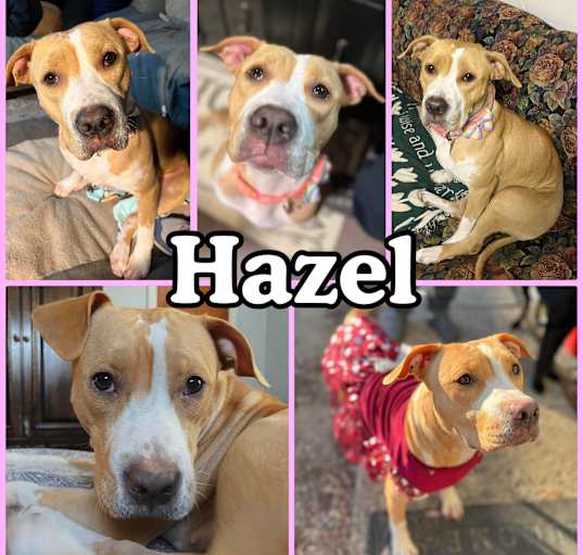 Photo of Hazel