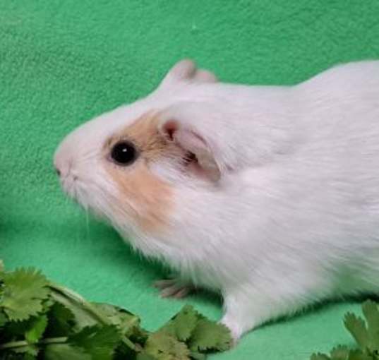 Photo of Gabriel