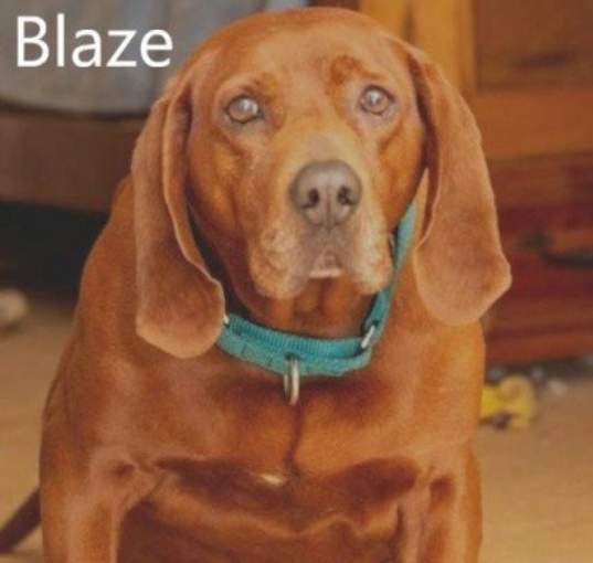 Photo of Blaze