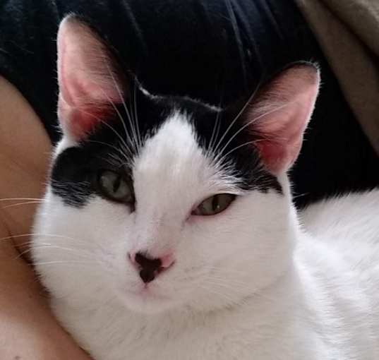 Photo of Alfie (Alfalfa)