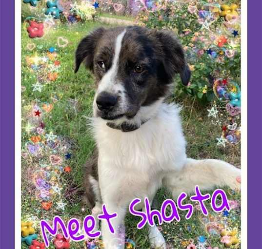 Photo of Shasta