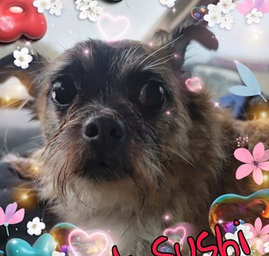 Photo of Sushi