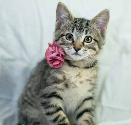 Photo of Hettie