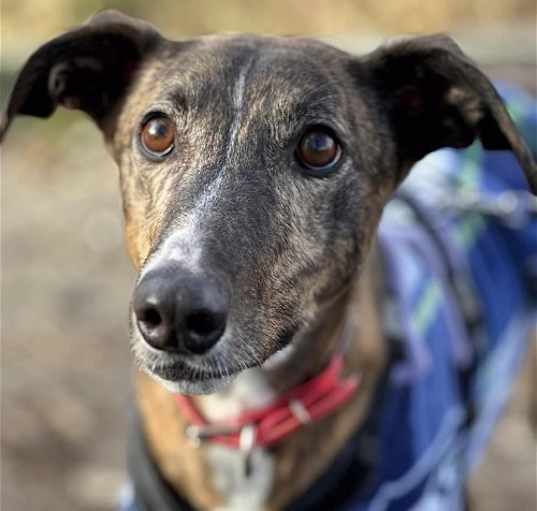 Photo of Annie