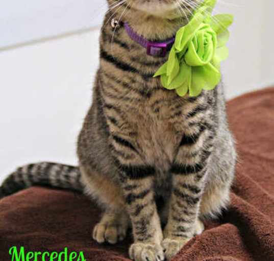 Photo of Mercedes