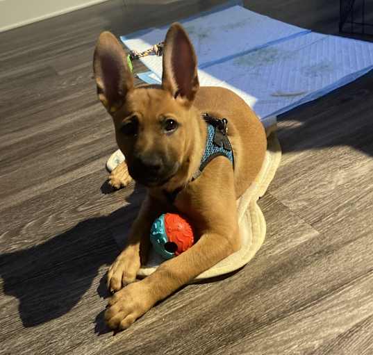 Photo of Thor 
