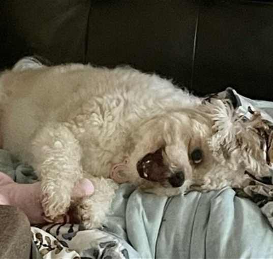 Photo of Charlie