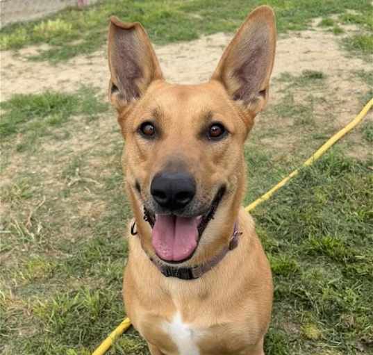 Photo of PIPER