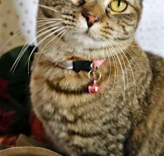 Photo of Dorothy (Golden Girls)