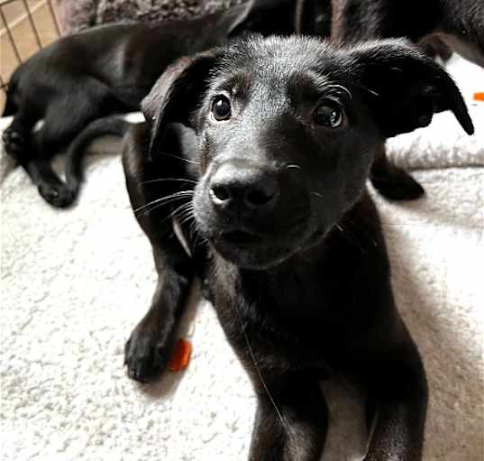 Photo of Samosa - Box Pup Survivor