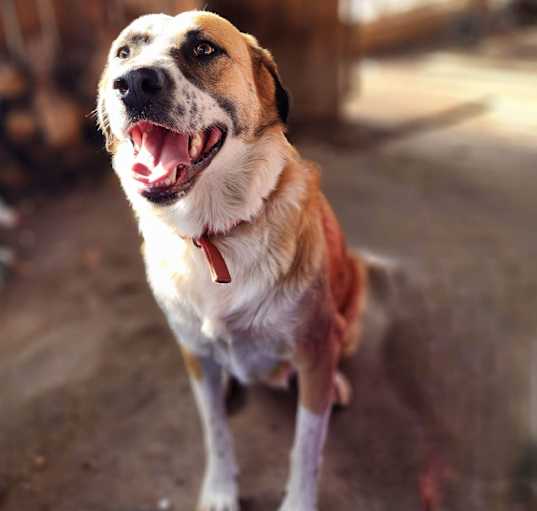 Photo of Riley